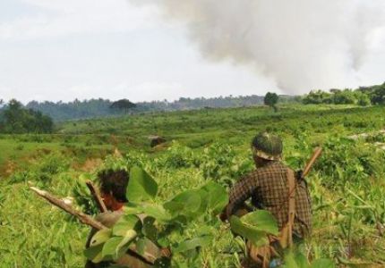 عصابات الراخين يسرقون المواشي من مزارع المسلمين